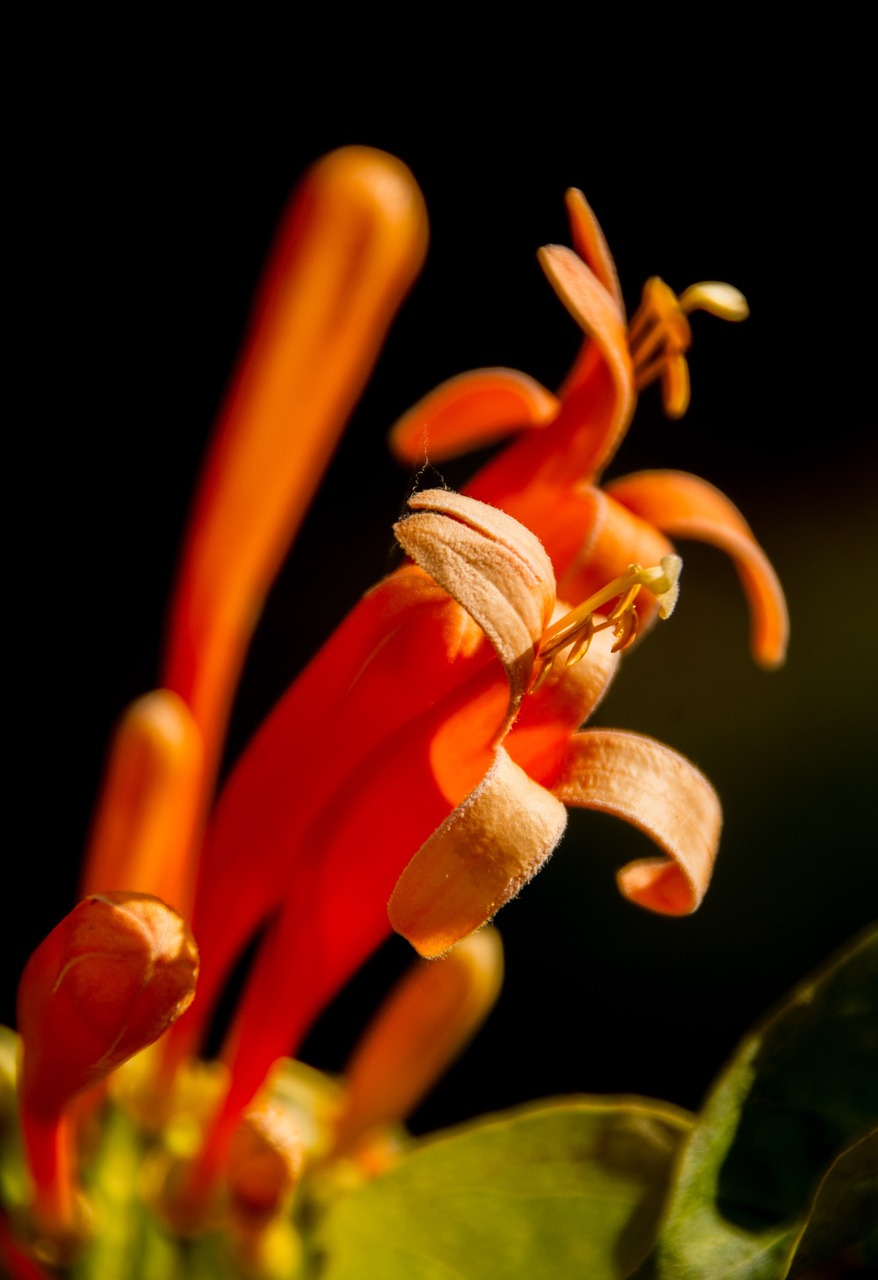 flower floral bloom free photo