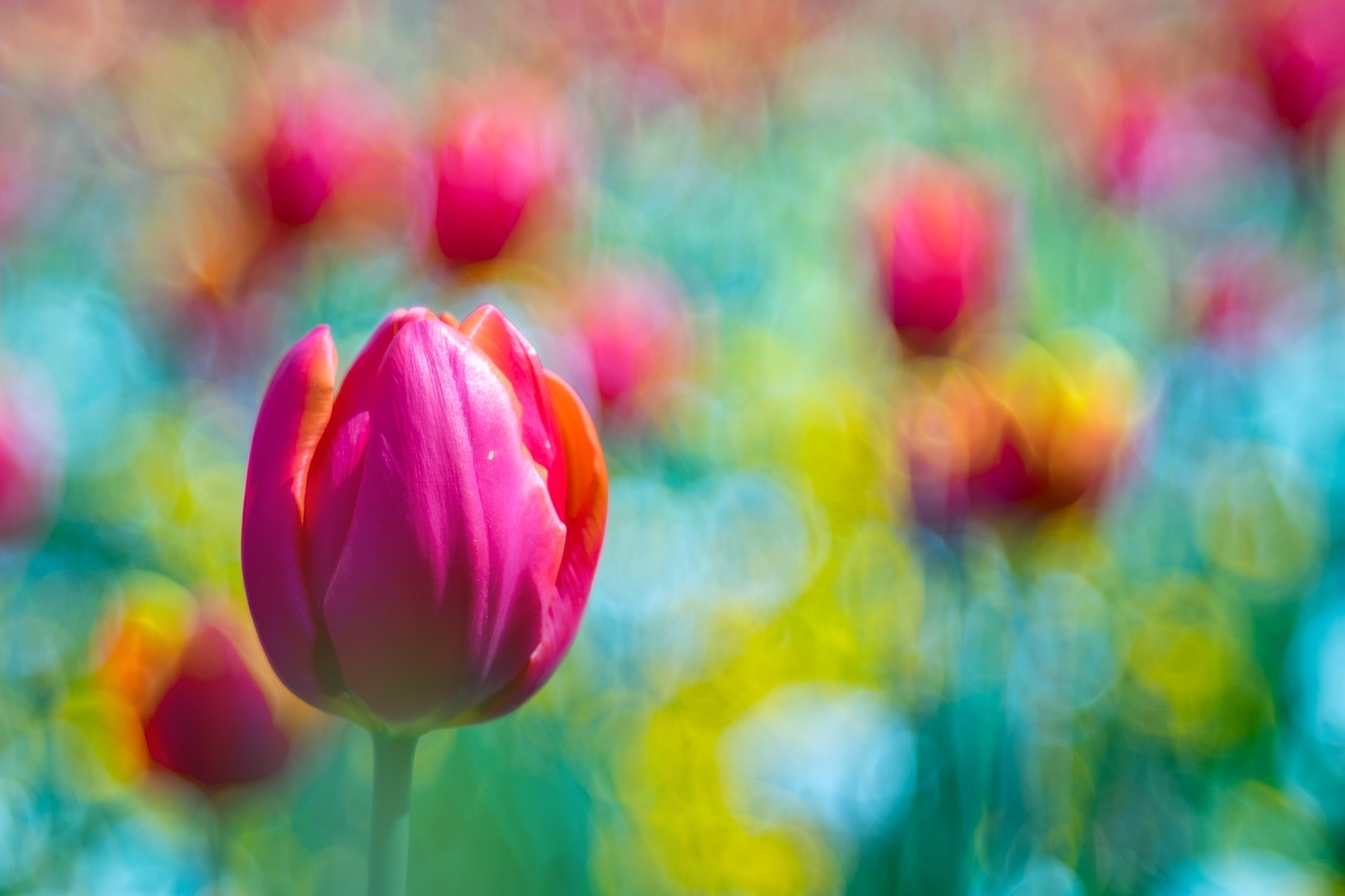 flower  tulip  bokeh free photo