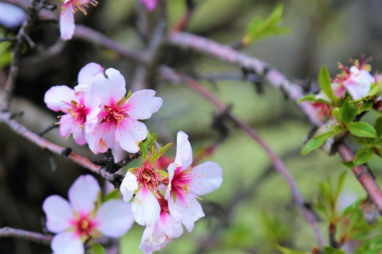 flower  nature  spring free photo