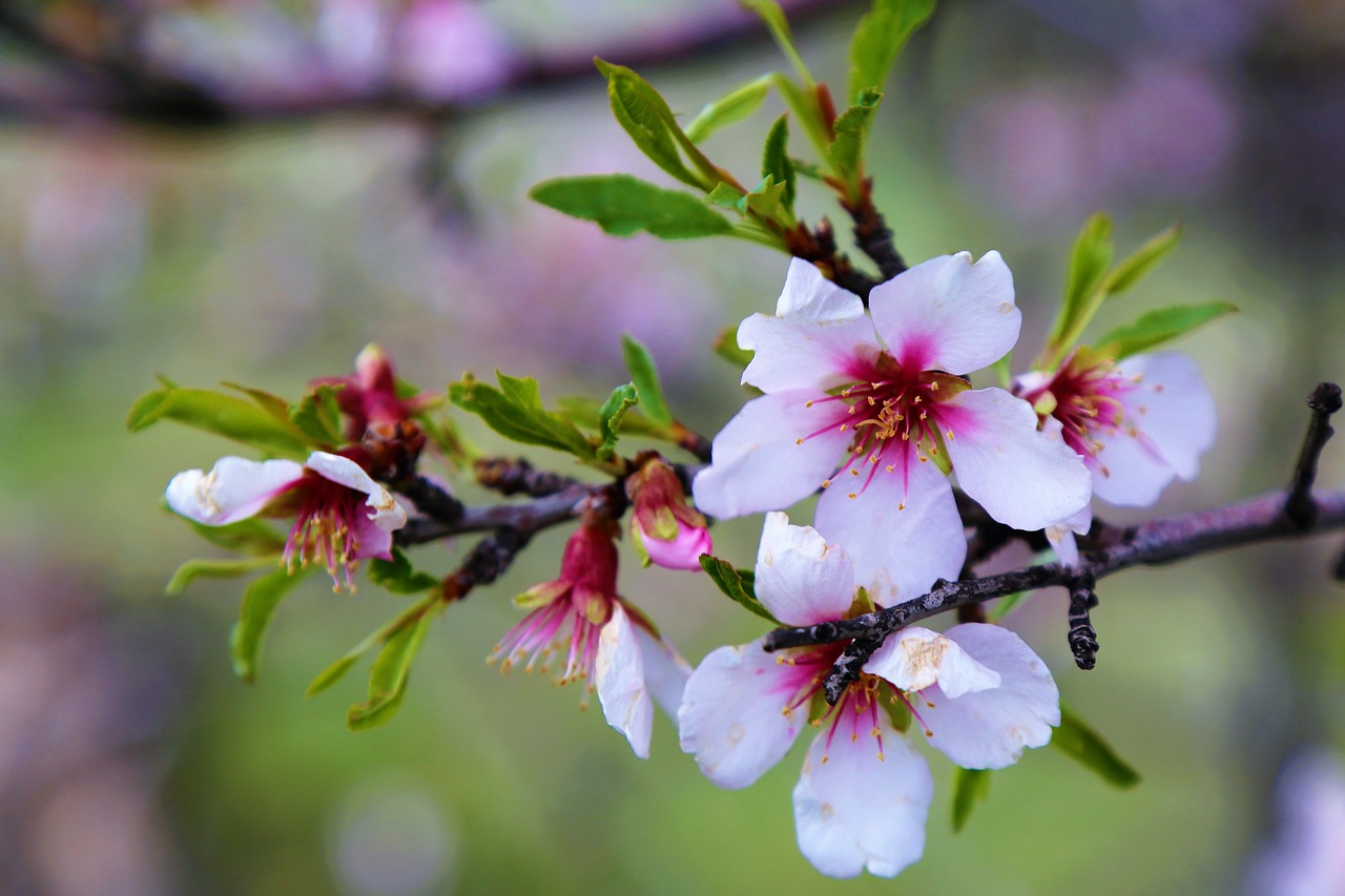 flower  nature  spring free photo