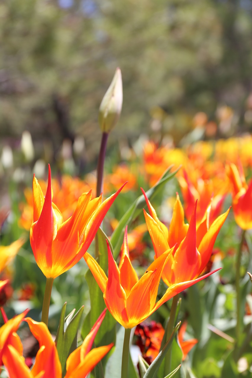 flower  red  orange free photo