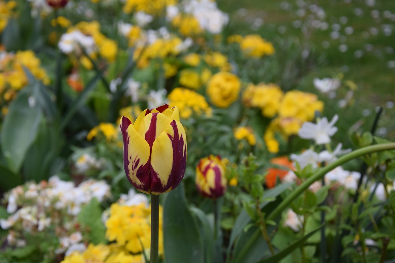 flower  yellow  tulip free photo