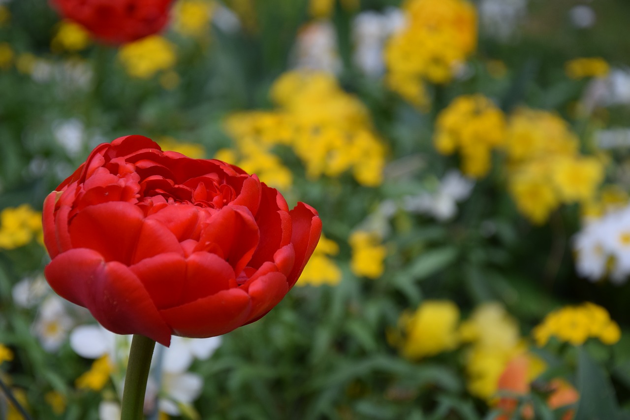 flower  yellow  tulip free photo