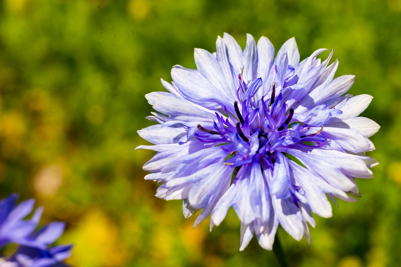 flower  nature  macro free photo