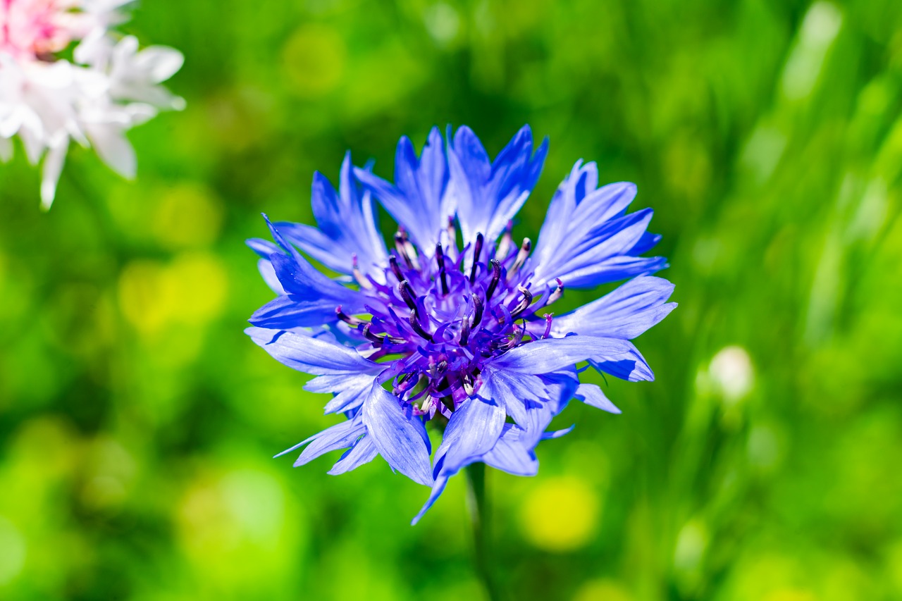 flower  nature  macro free photo