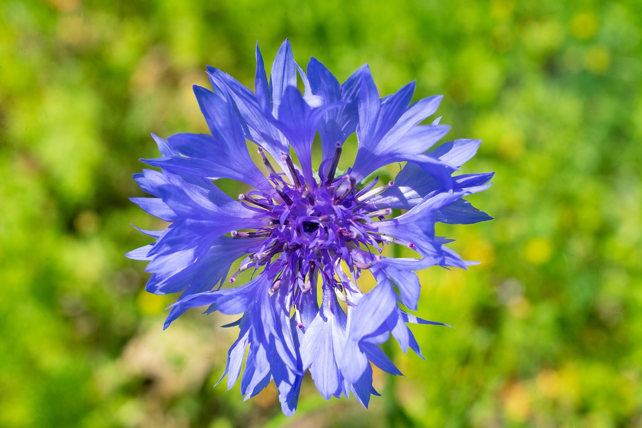 flower  nature  macro free photo