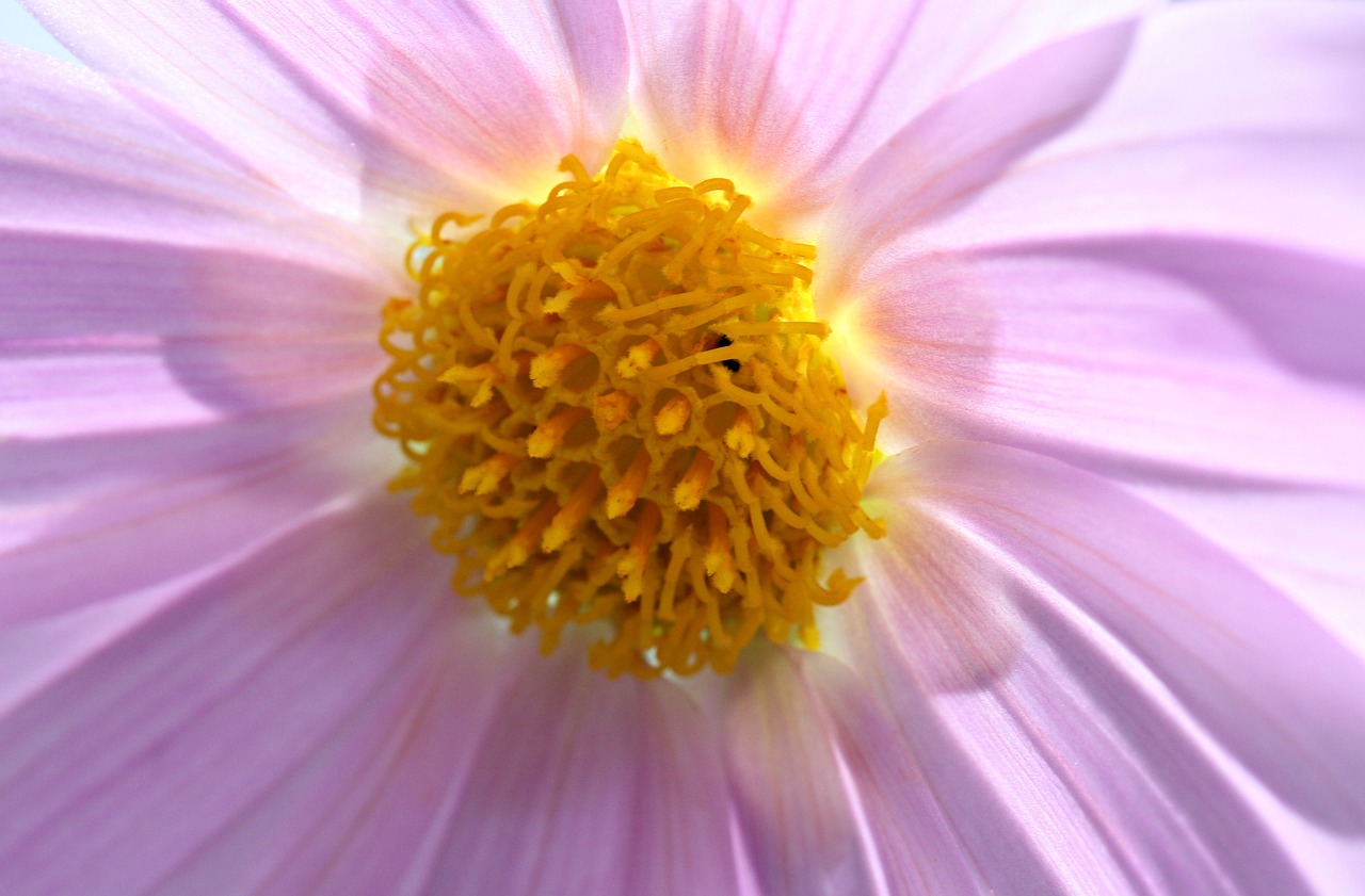 flower  pink  yellow free photo