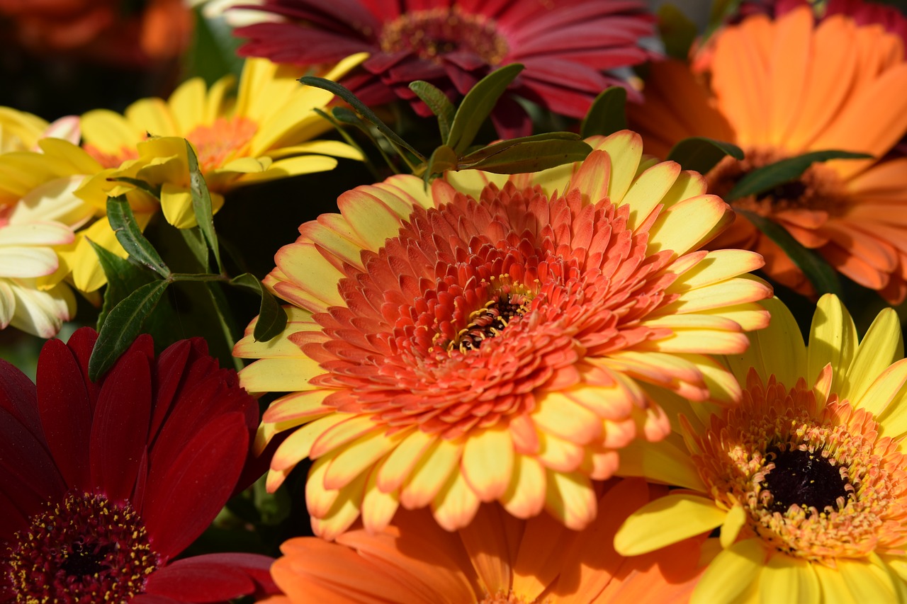 flower  plant  spring-flowering free photo