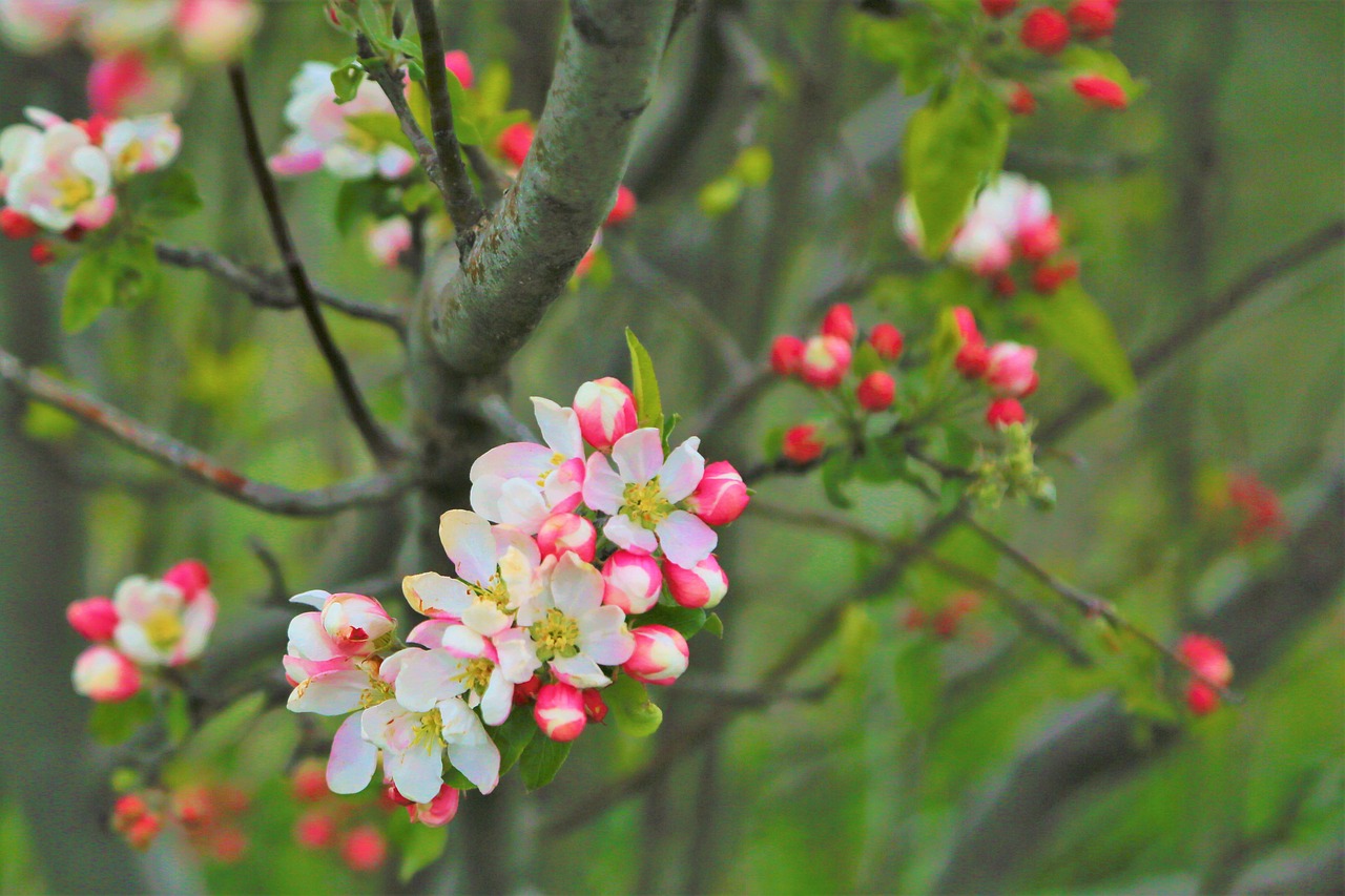 flower  bud  spring free photo