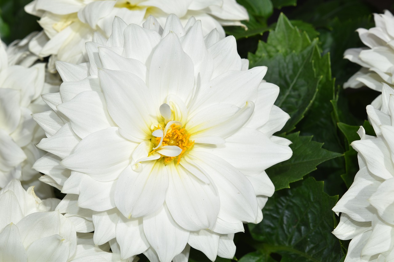 flower  white flower  dahlia free photo