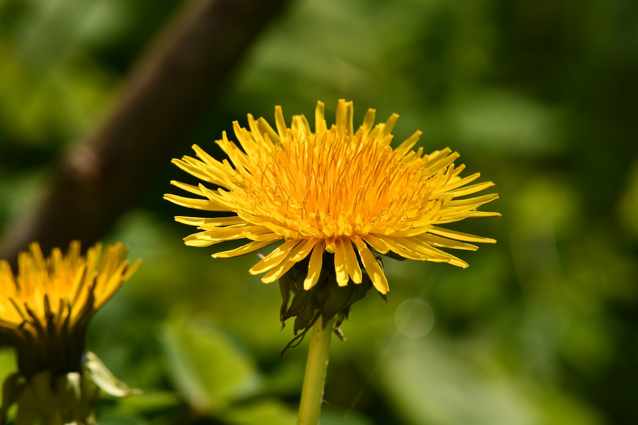 flower  dandelion  spring free photo