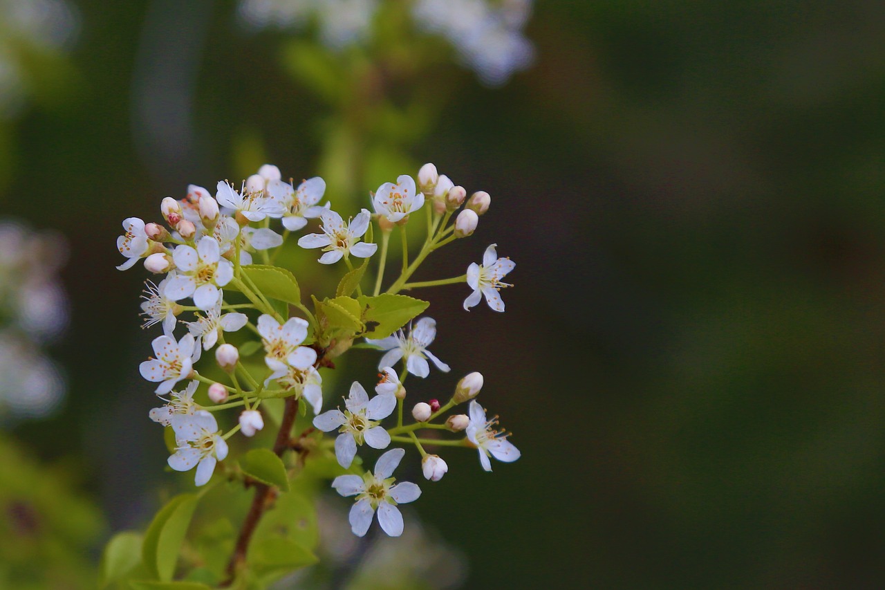 flower  nature  spring free photo