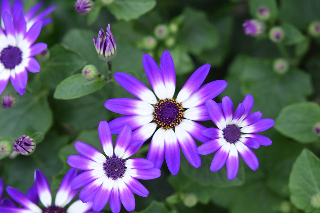 flower  flowers  flower senicio senetti free photo