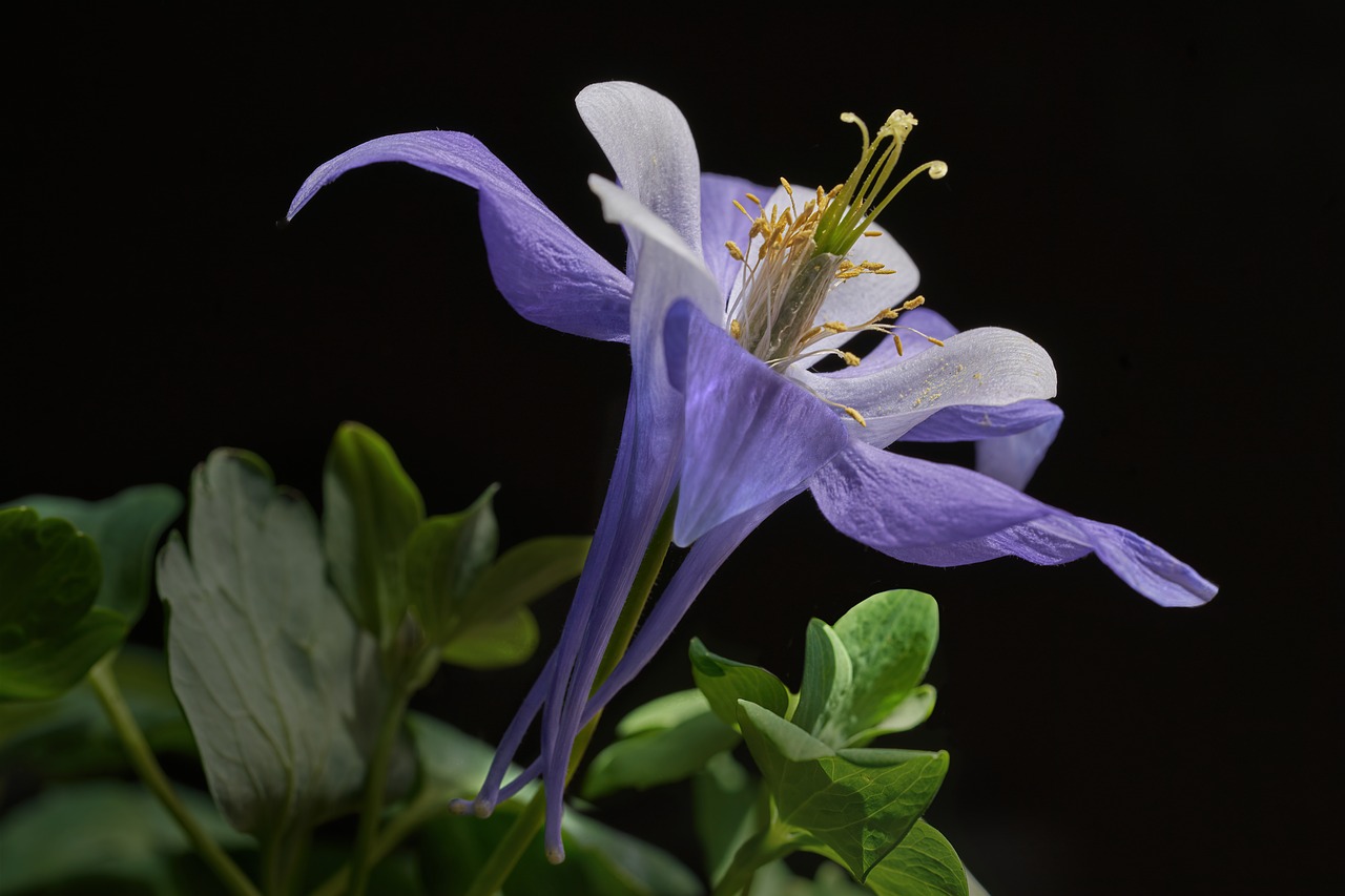 flower  columbine  purple free photo