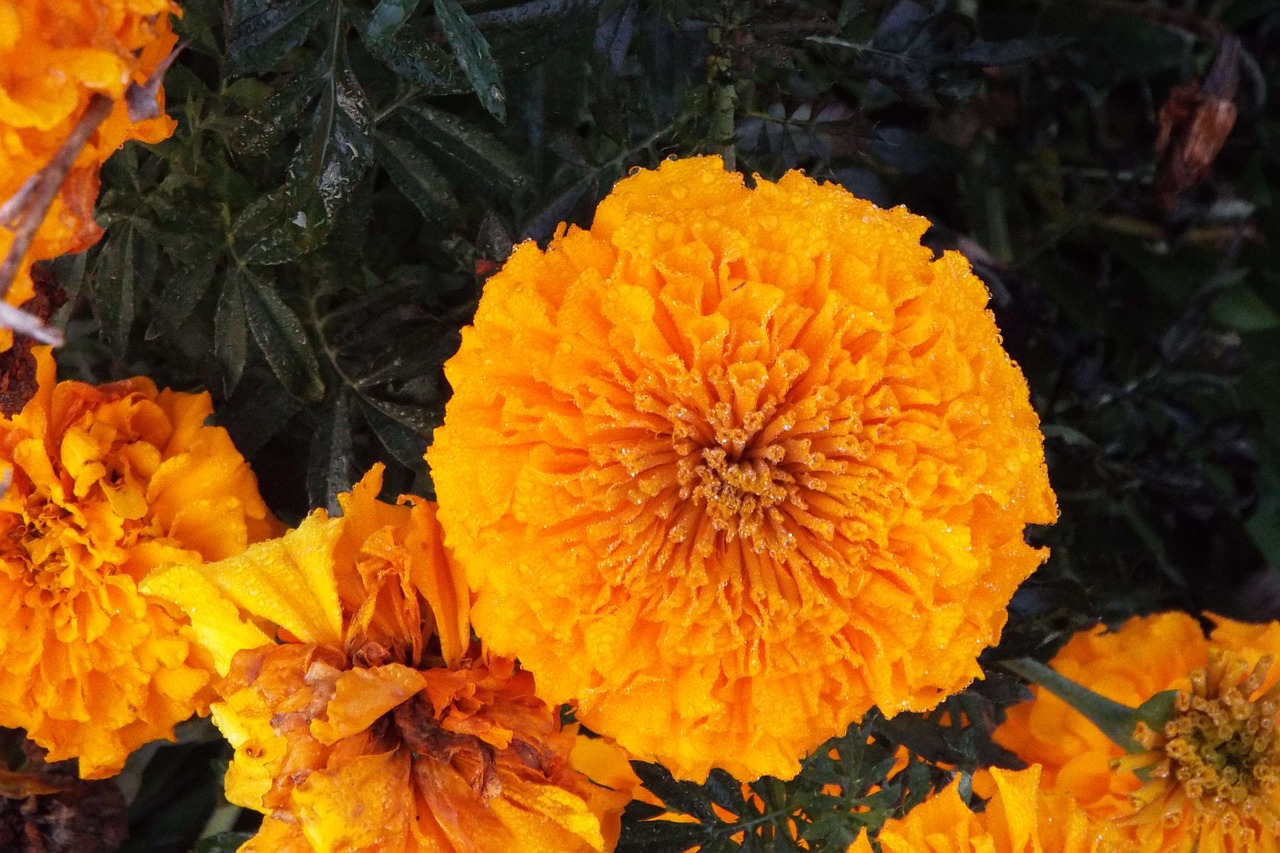 flower  marigold  garden free photo