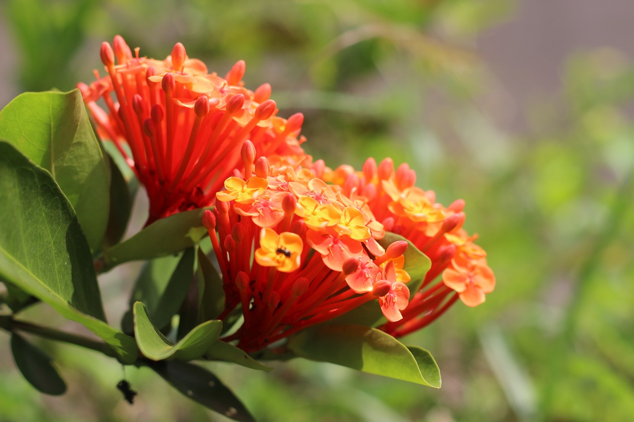 flower  ixora  garden free photo