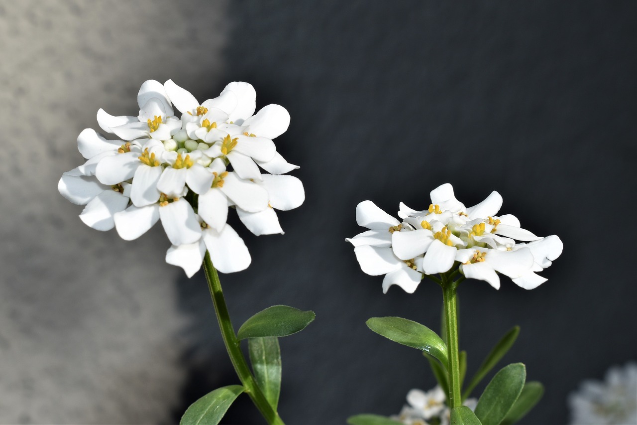 flower  white  bloom free photo