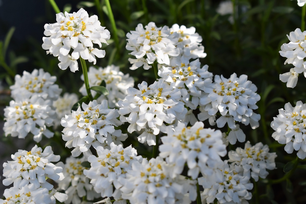 flower  white  bloom free photo