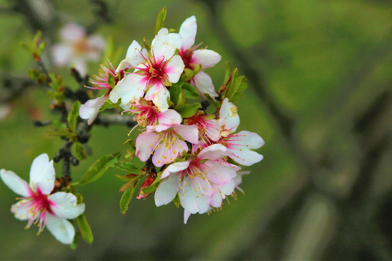 flower  spring  nature free photo