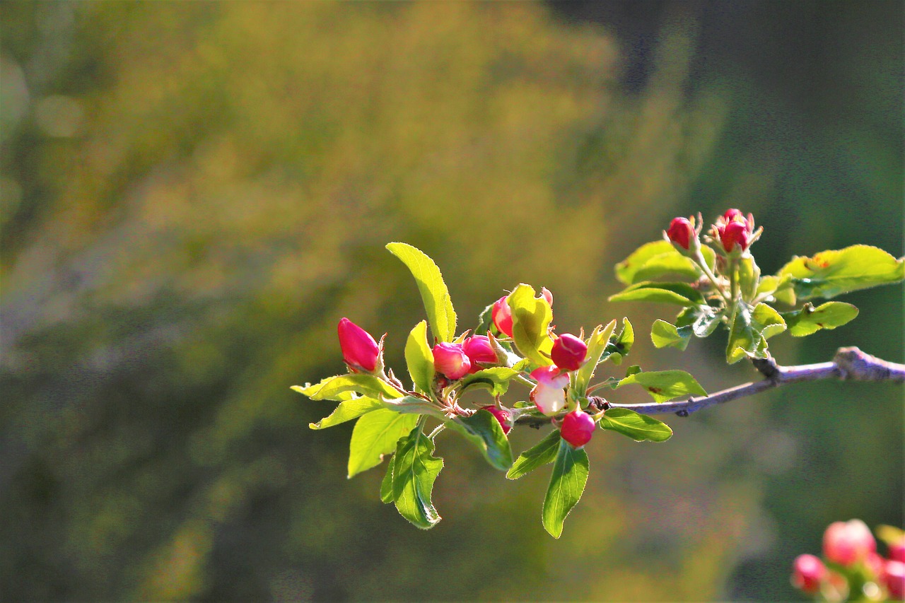 flower  spring  nature free photo