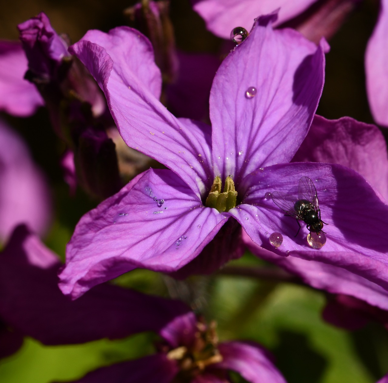 flower  insect  nectar free photo