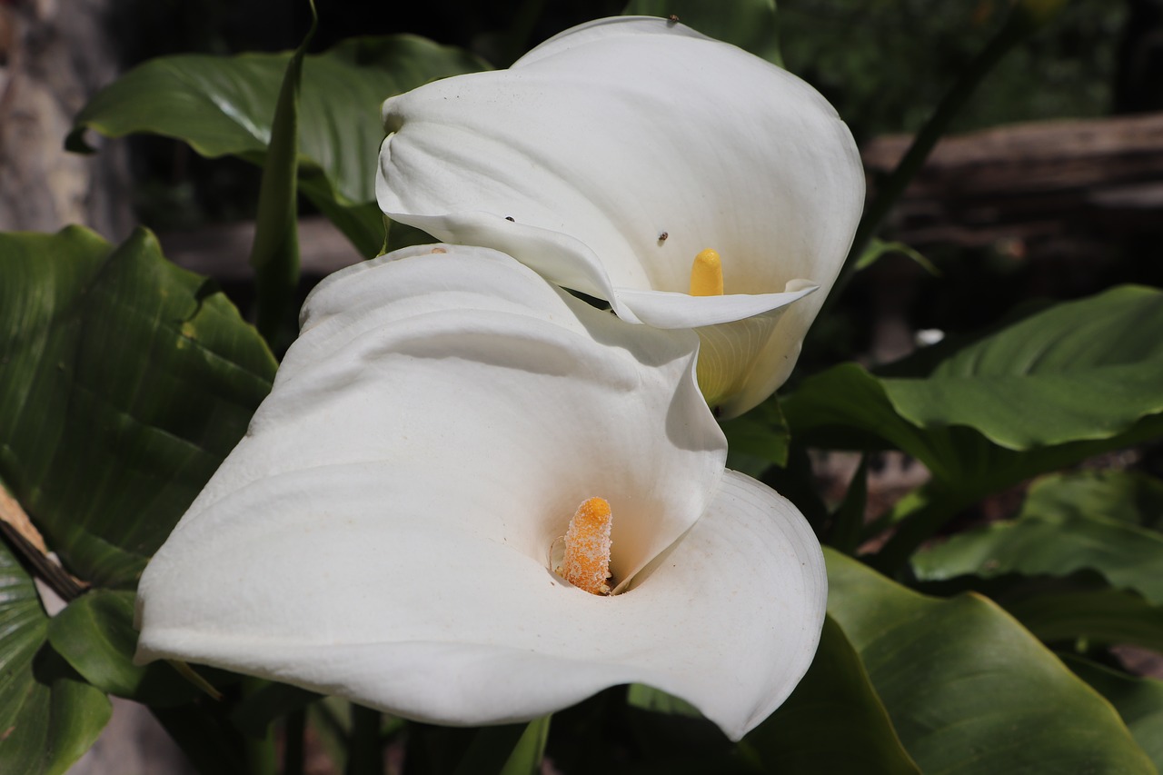 flower  plant  nature free photo