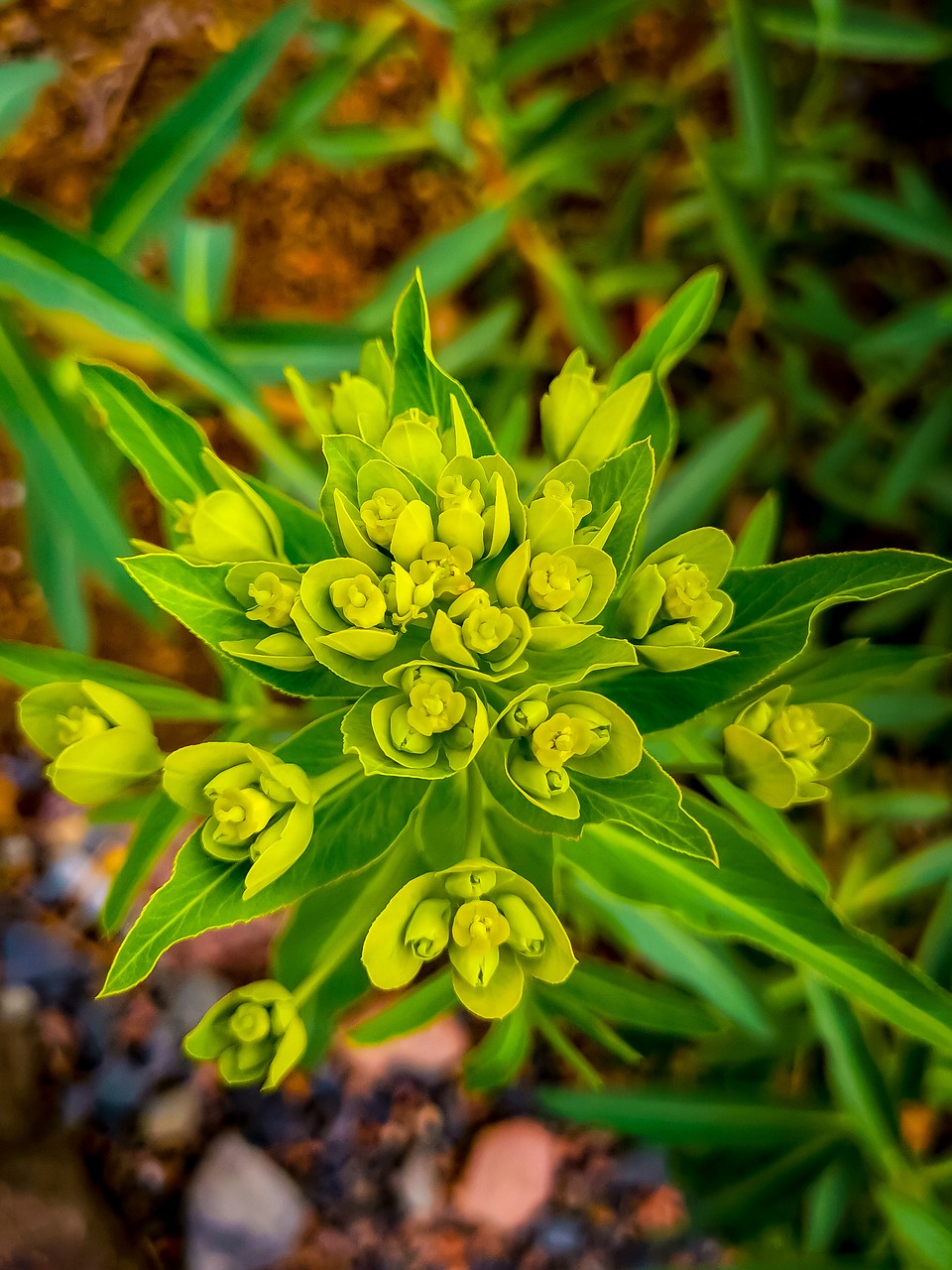 flower  focus  details free photo