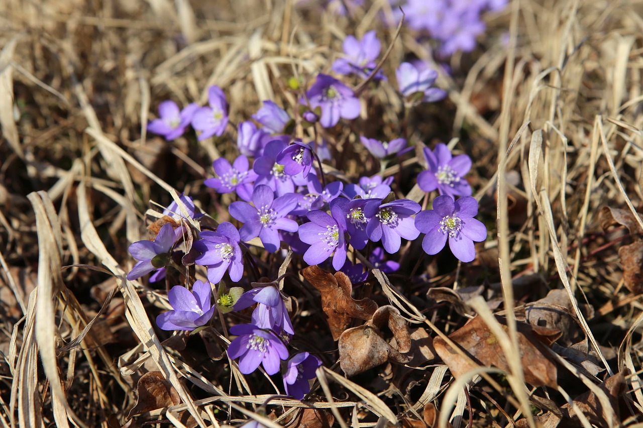 flower  blue  spring hepatica free photo