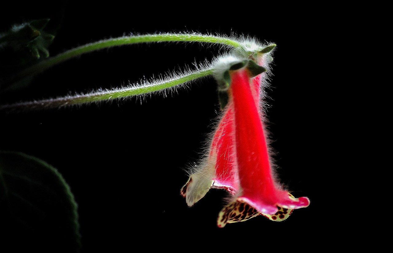 flower red nature free photo