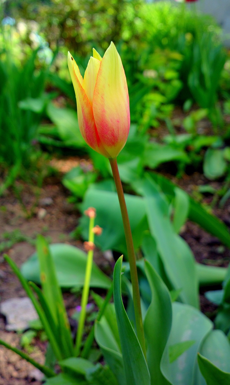 flower  tulip  tulips free photo