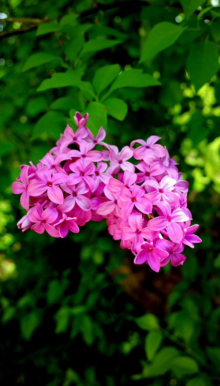 flower  lilac  colors free photo