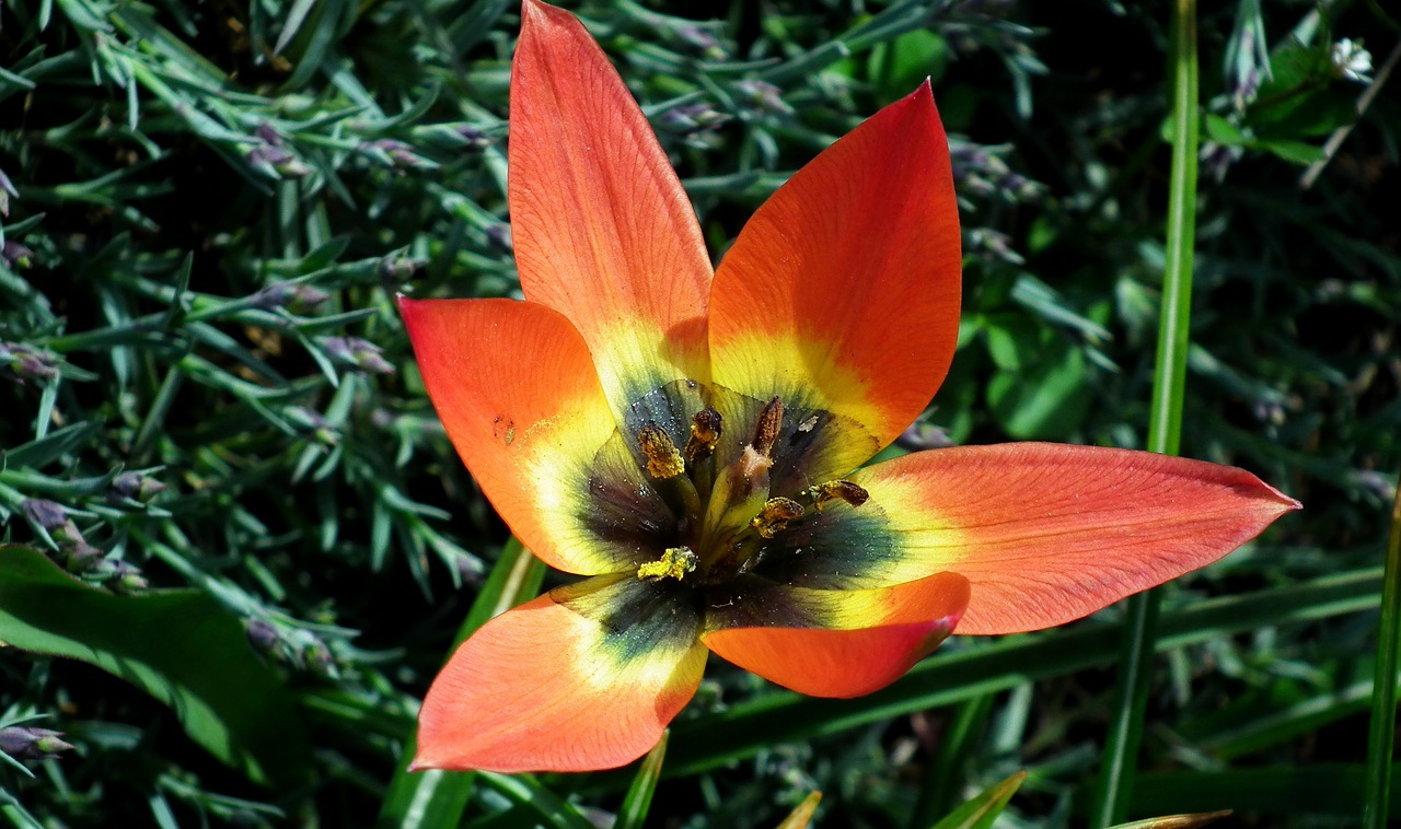 flower  colored  blooming free photo