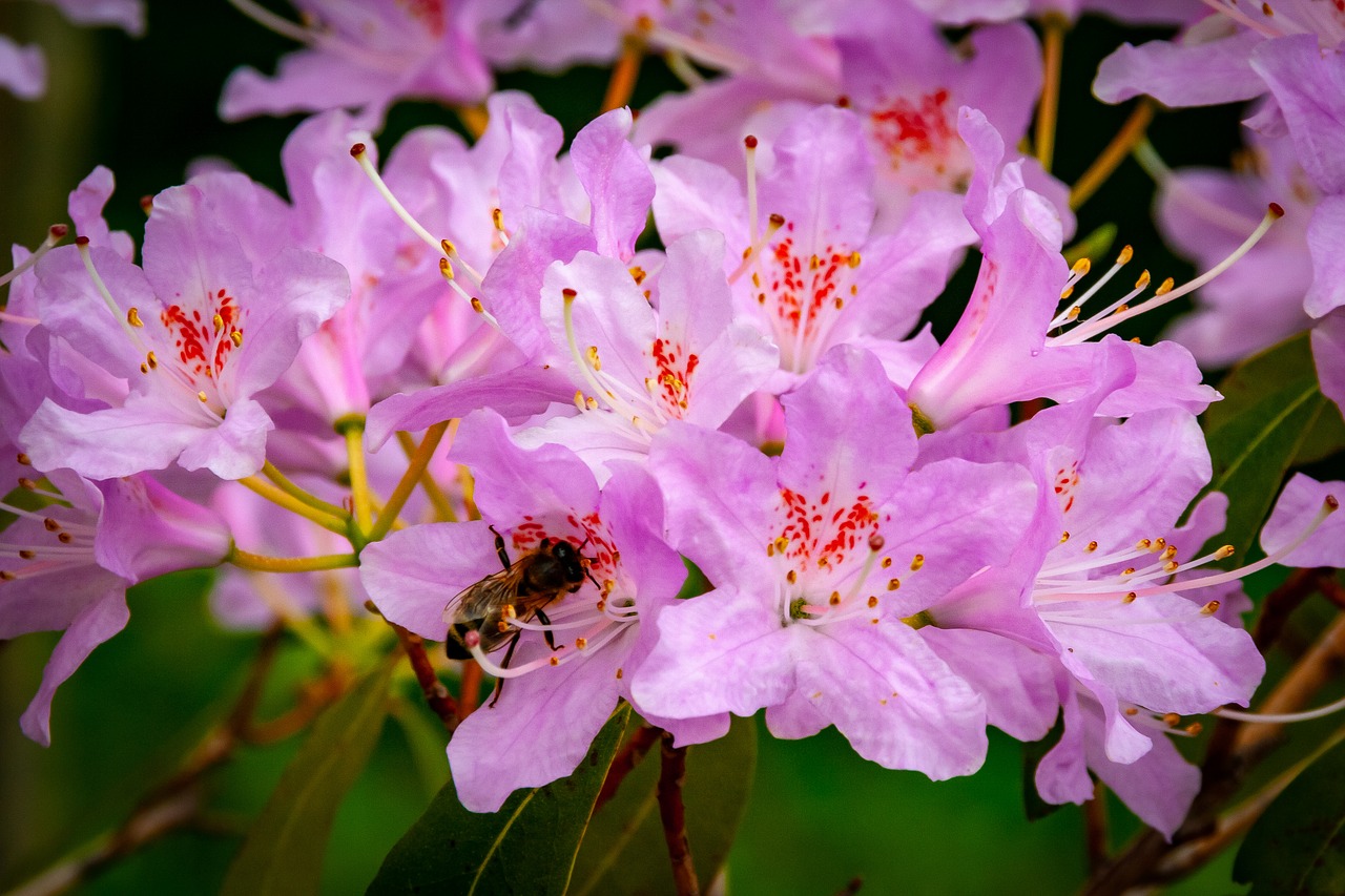 flower  flora  outdoor free photo