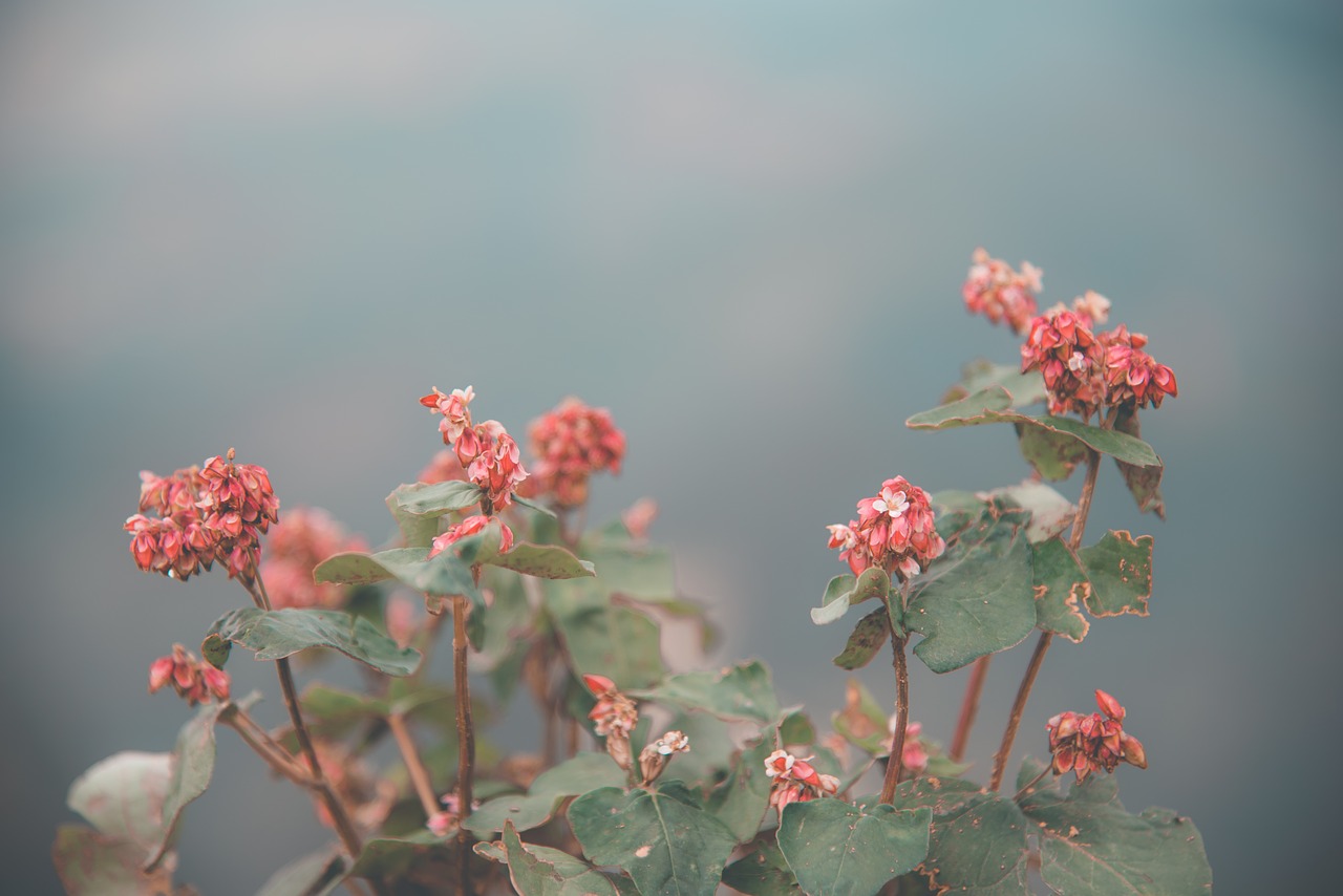 flower  red  pink free photo