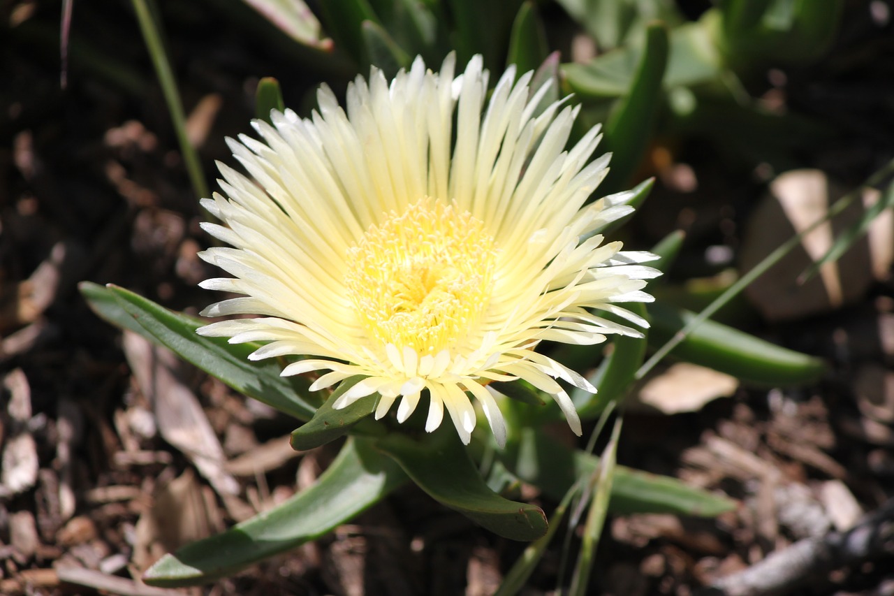 flower  ice plant  blossom free photo