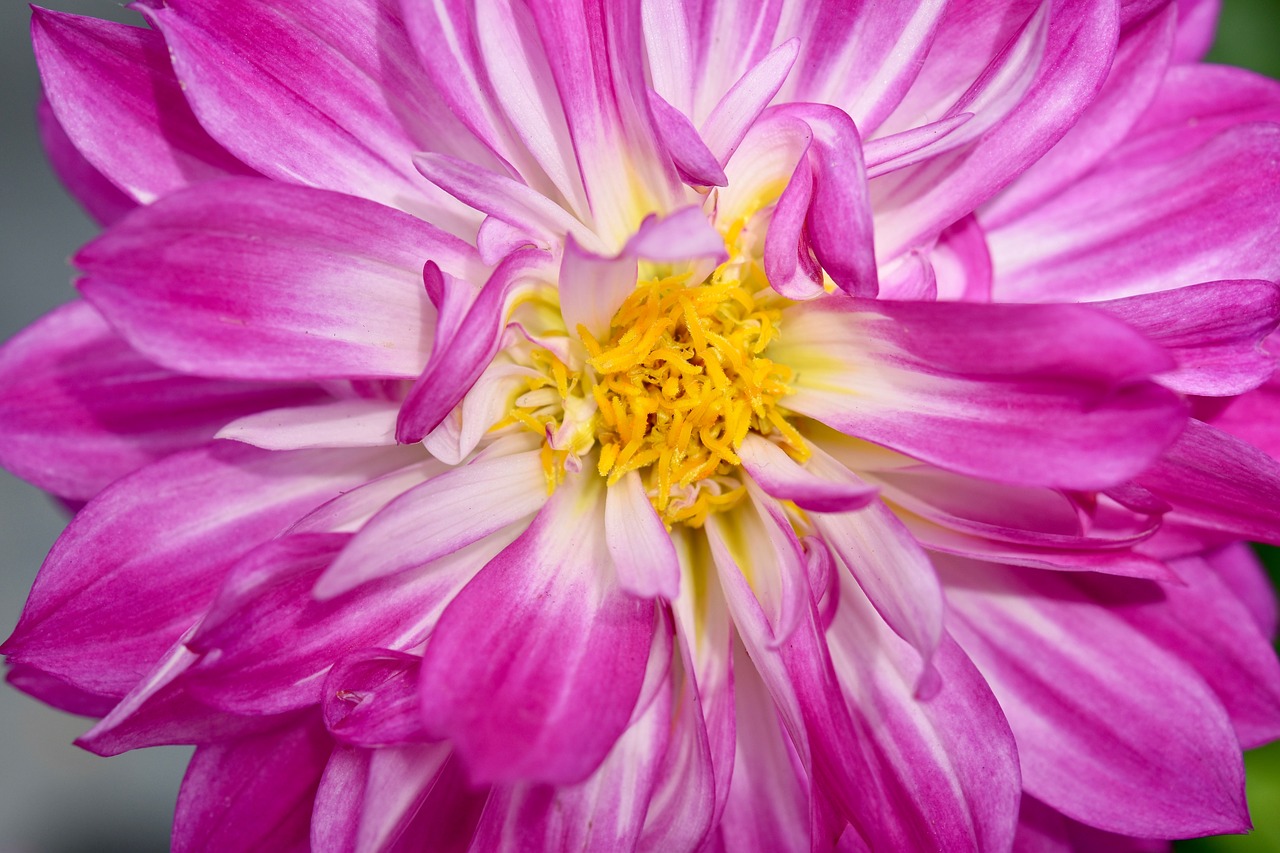 flower  plant  dahlia free photo