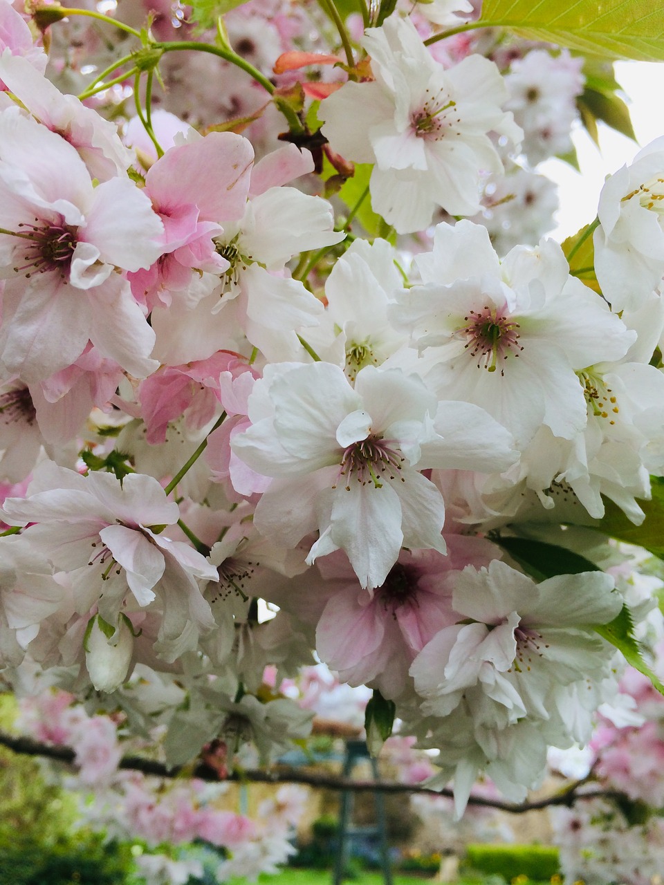 flower  blossom  bloom free photo