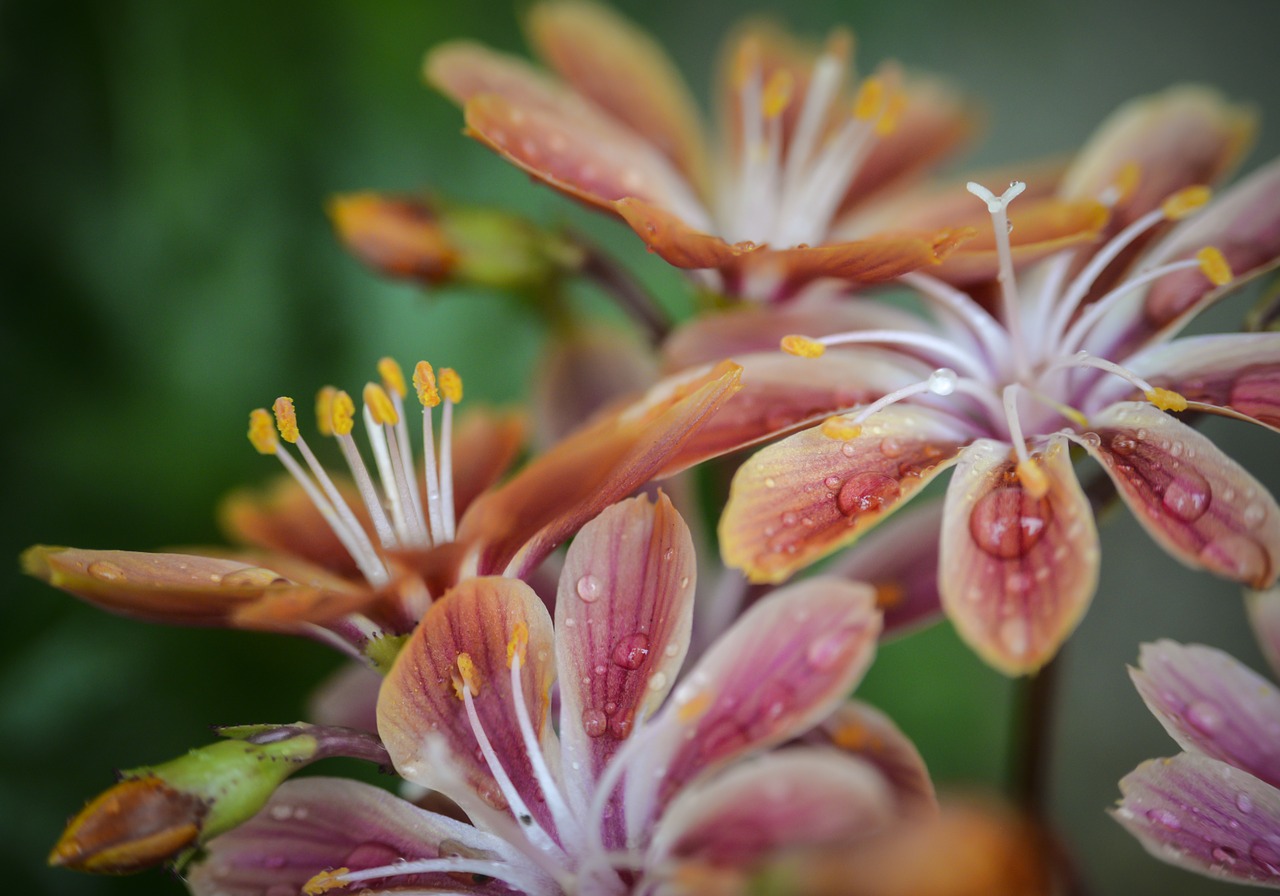 flower  stamen  plant free photo