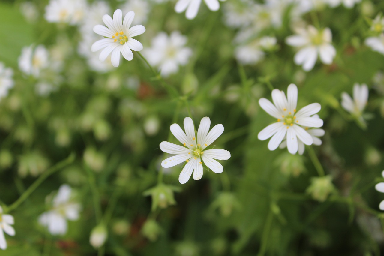 flower  white flower  spring free photo