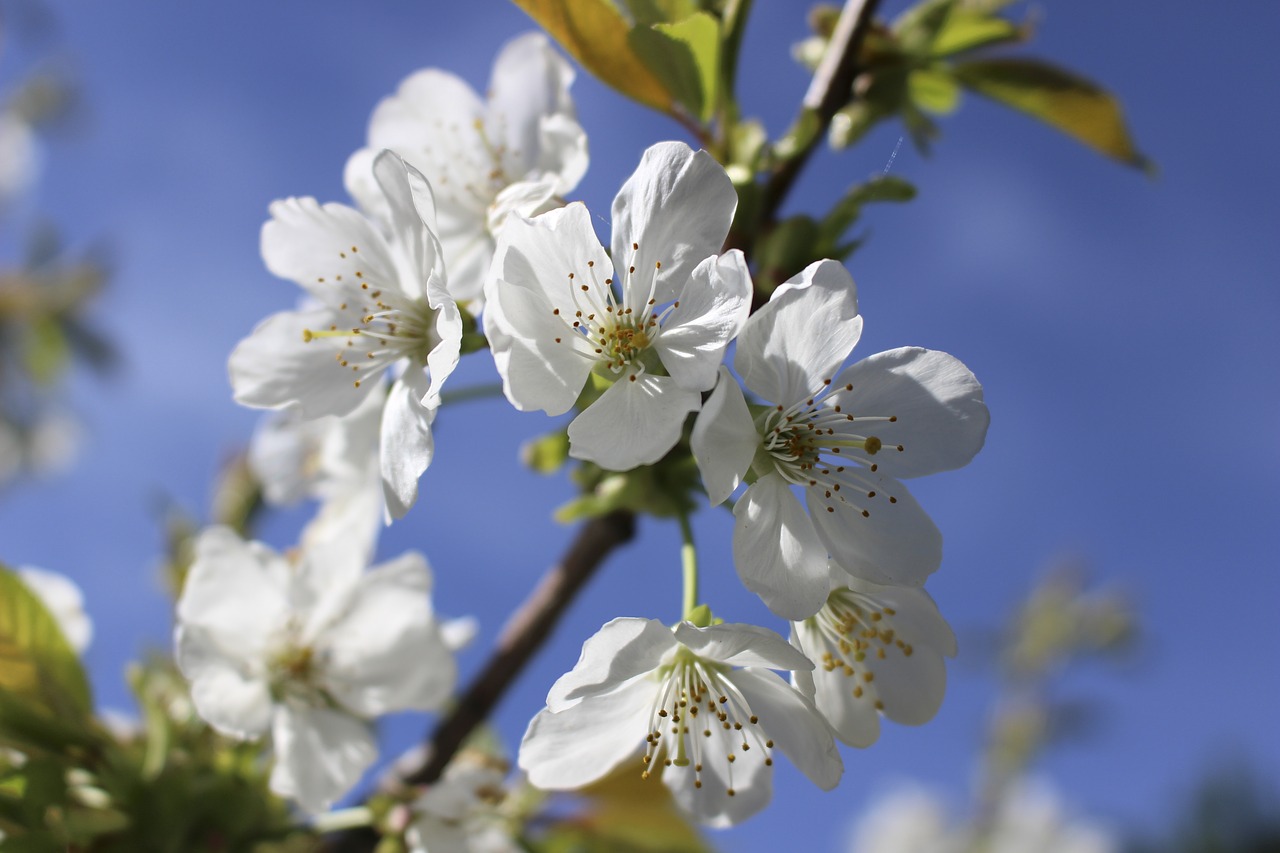 flower  spring  flowers free photo