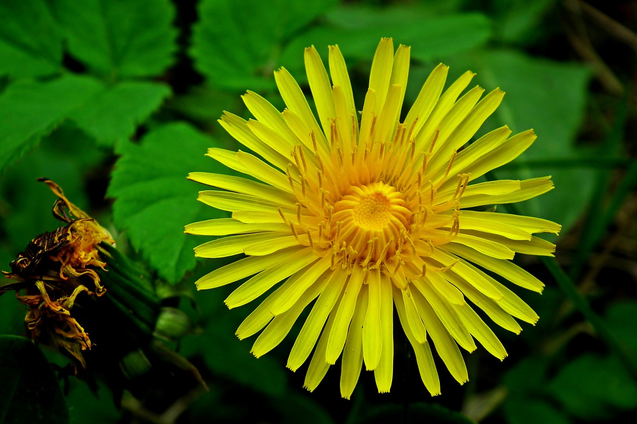 flower  grasshopper  yellow free photo