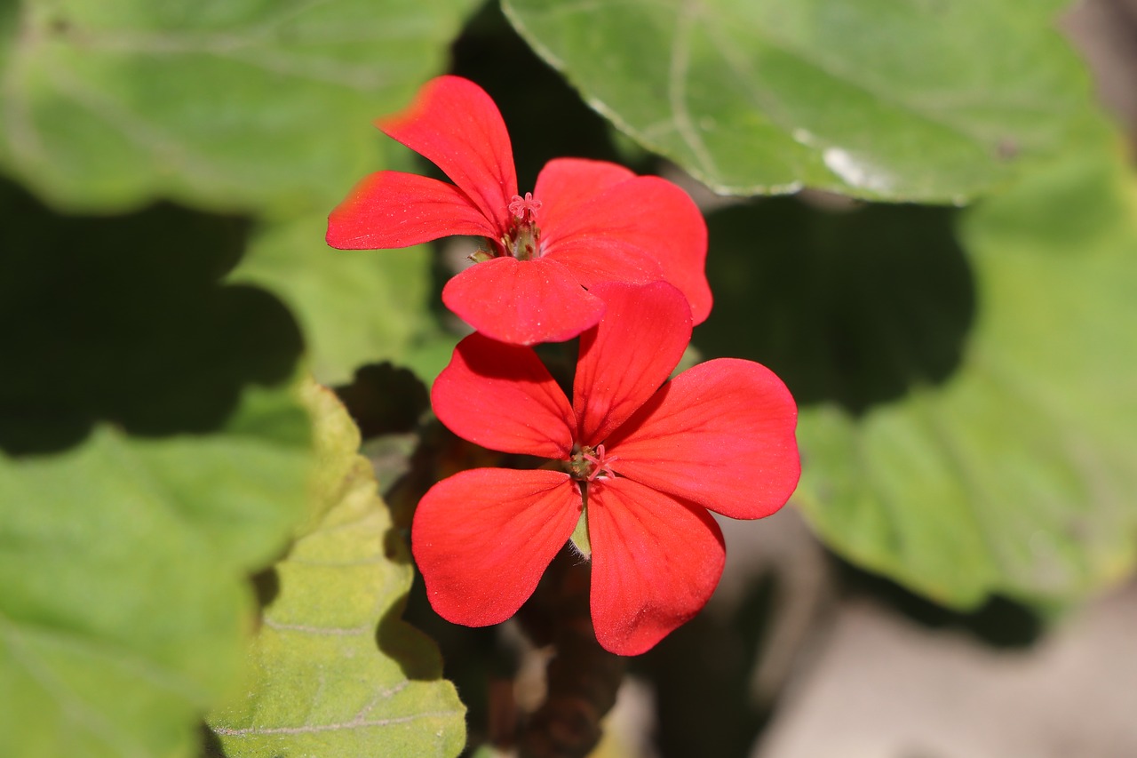 flower  beautiful  red free photo