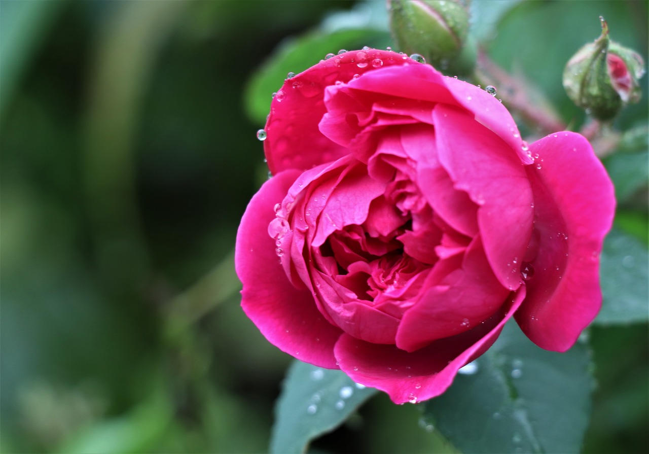 flower  rose  bloom free photo