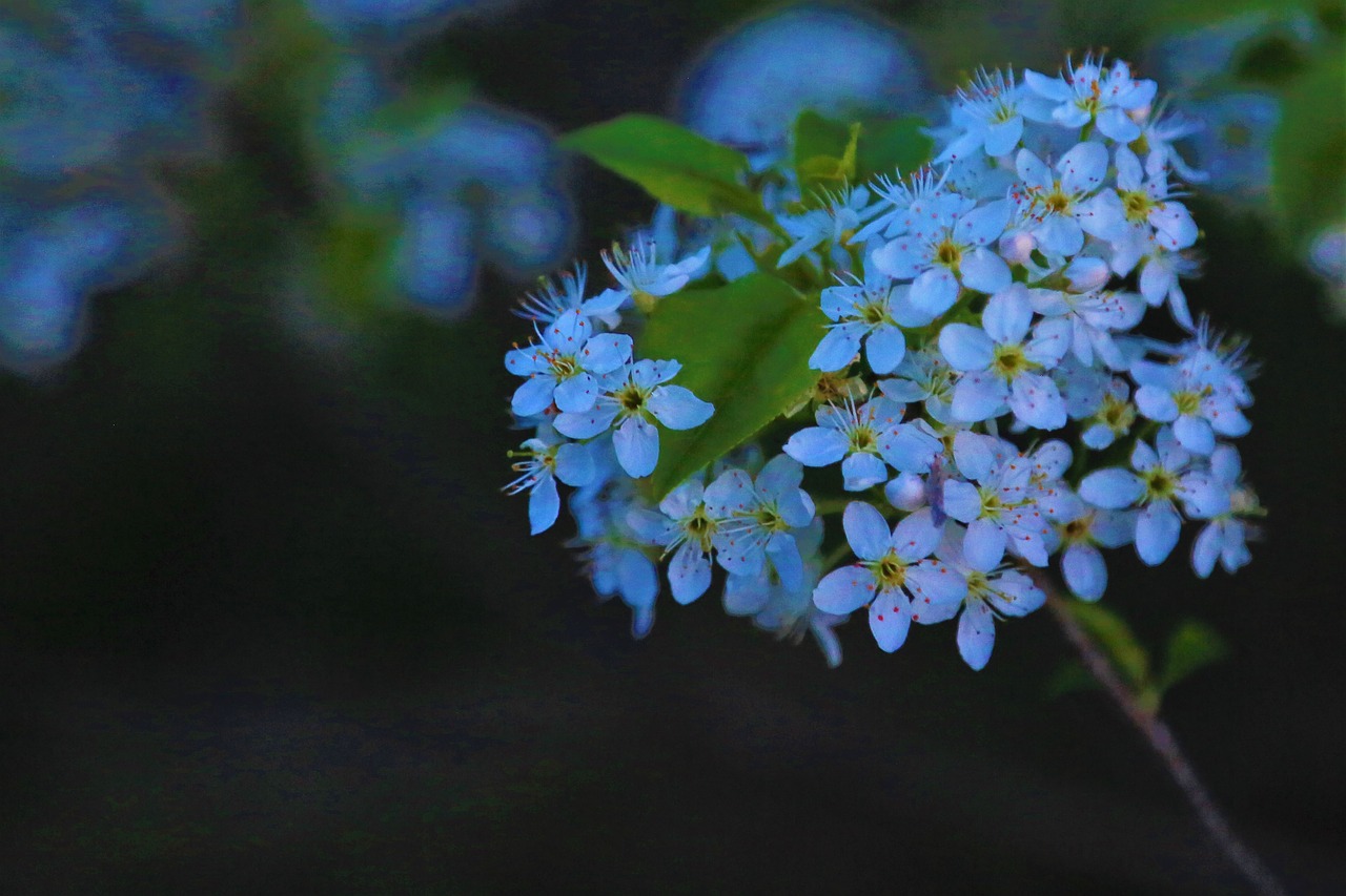 flower  nature  spring free photo