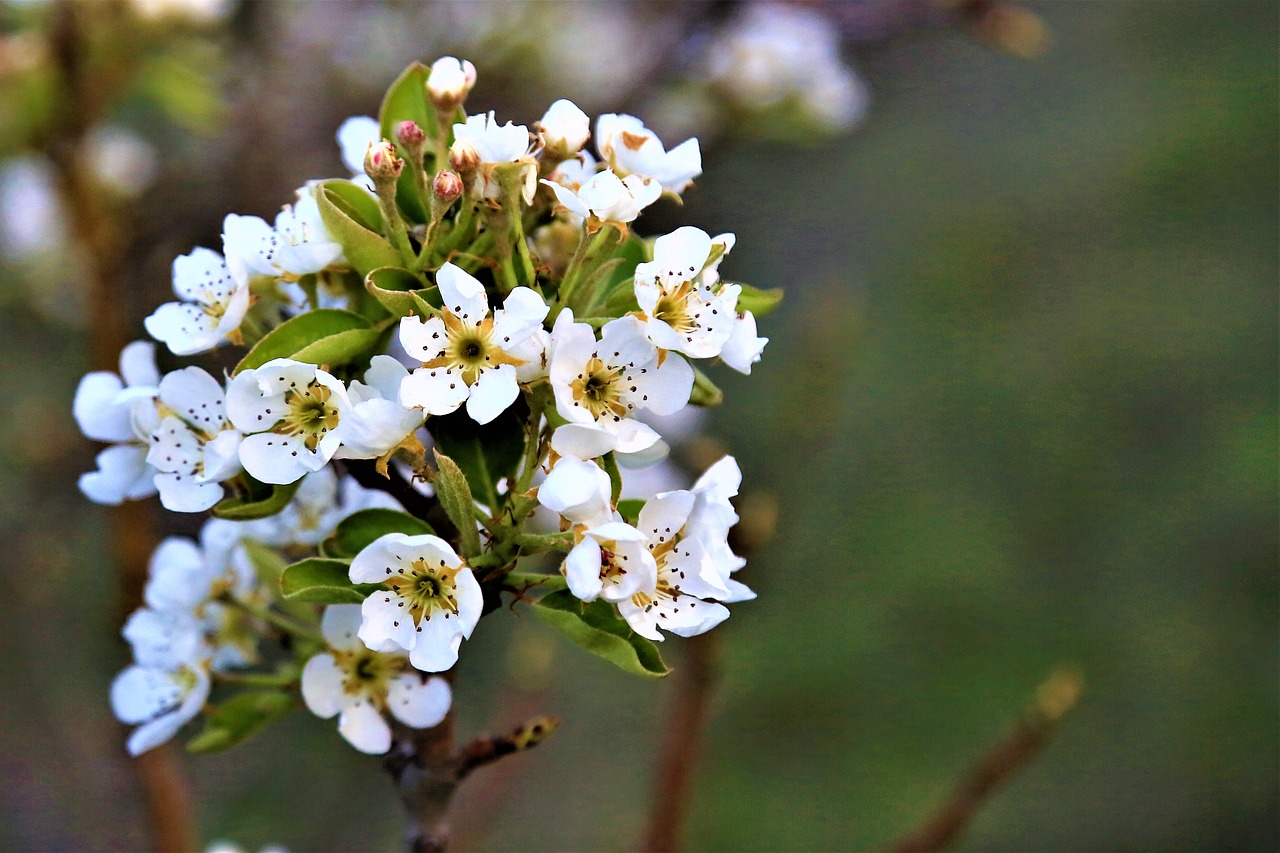 flower  spring  nature free photo