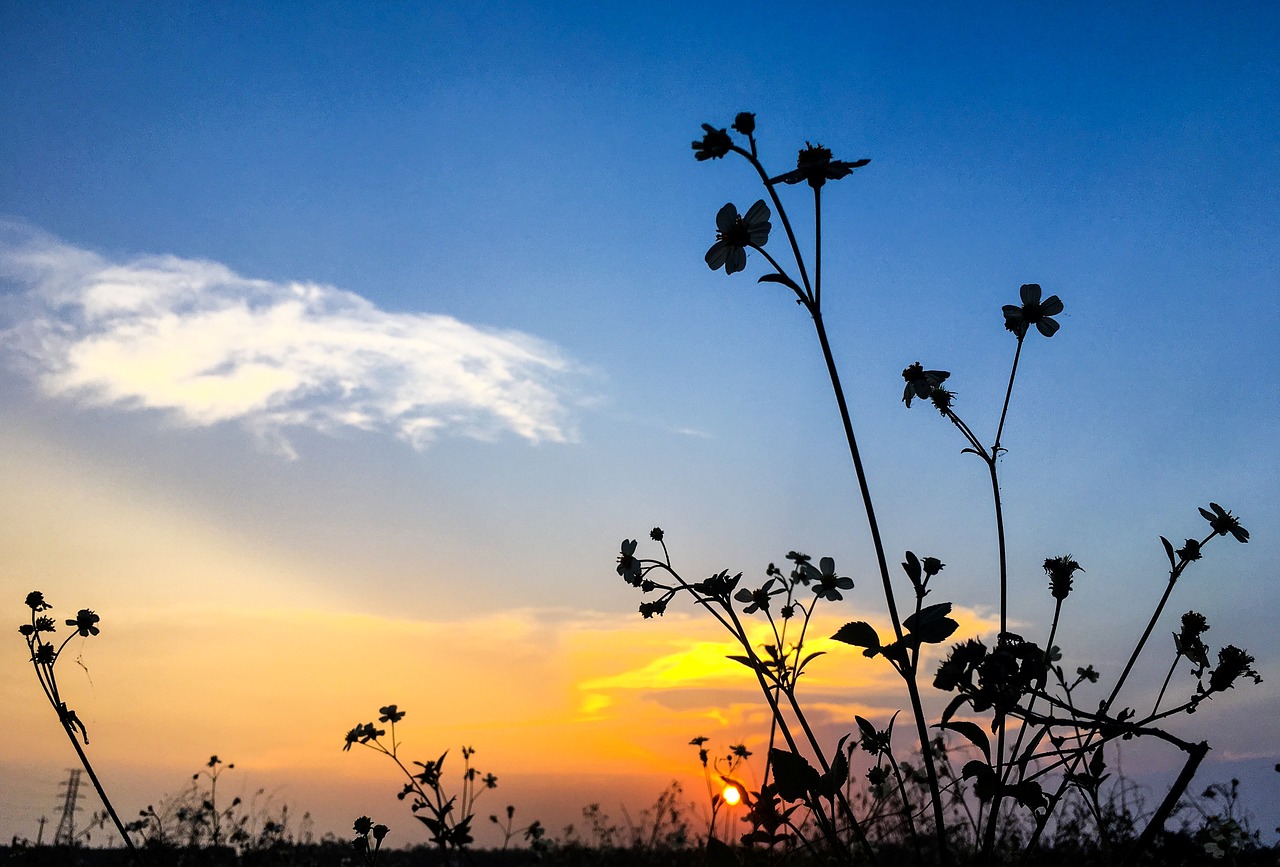 flower  landscape  sunset free photo