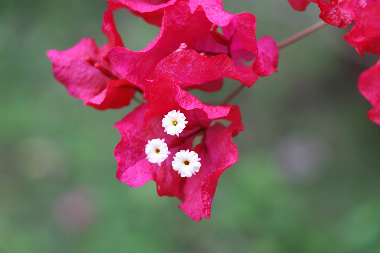flower  red  nature free photo