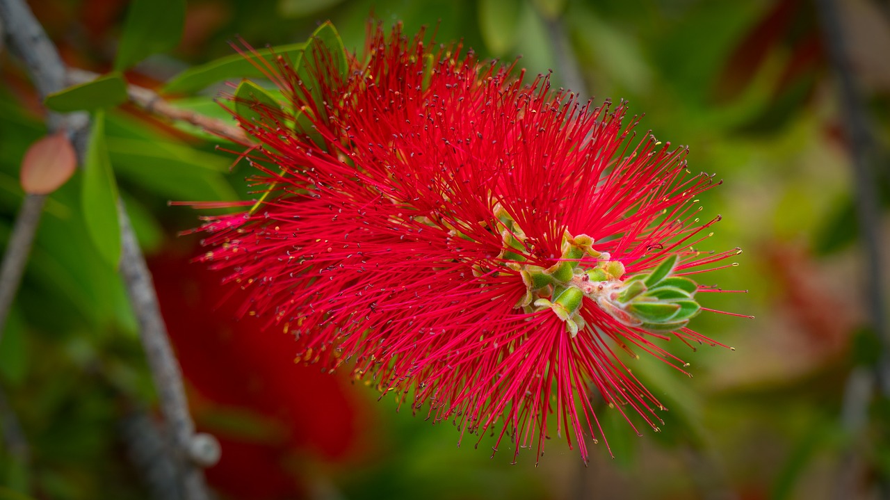 flower  red  garden free photo