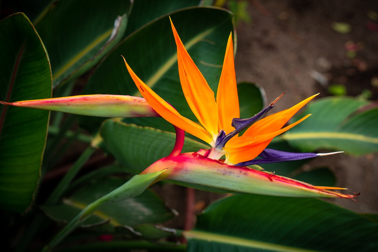 flower  beauty  plant free photo