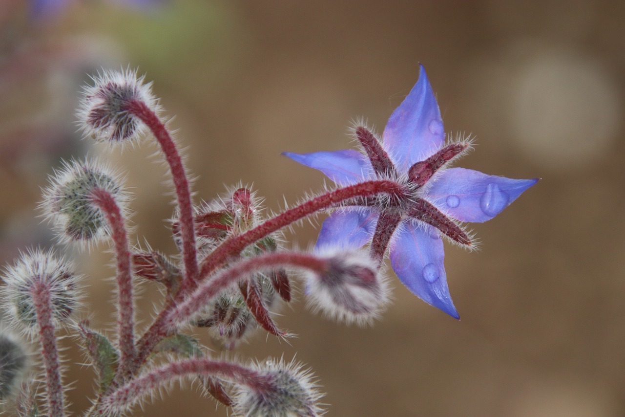 flower  sky blue  nature free photo